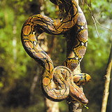 Reticulated python
