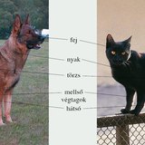 A kutya és a házi macska testtájainak összehasonlítása