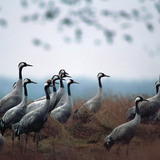 Common cranes