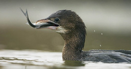 Pygmy cormorant fishing