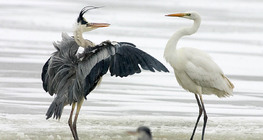 Grey heron and Great egret