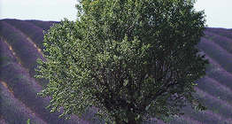 Lavender field somewhere in Europe