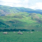 Πρόβατα σε λιβάδι στα βρετανικά νησιά