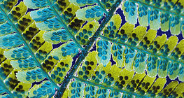 Male fern leaf