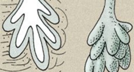 Skin glands: sebaceous gland