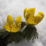 Winter aconite
