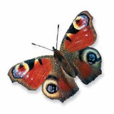 Πεταλούδα παγώνι