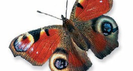 Πεταλούδα παγώνι