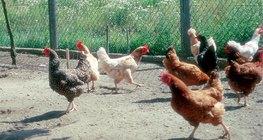 Different types of chickens