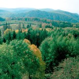 Δάσος φυλλοβόλων