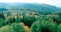 Δάσος φυλλοβόλων