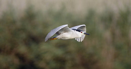 Black-crowned Night heron flying