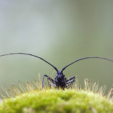 Longhorn beetle