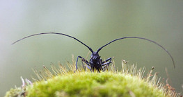 Longhorn beetle