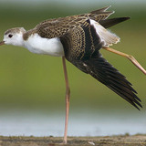 Black-winged stilt juvenile
