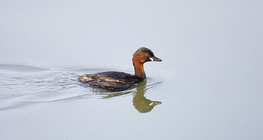 Little grebe