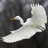 Great egret flying