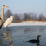 Grey heron and Great egret on ice