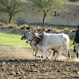 Ploughing with cattle