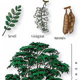 A fehér akác (akácfa) részei