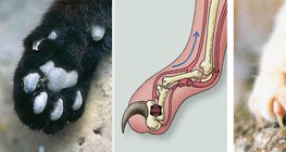 Anatomy of the cat's claw
