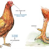 A házityúk részei