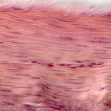 Smooth muscle tissue&nbsp;(in the stomach wall)