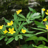 Anemone ranunculoides
