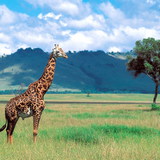 Καμηλοπάρδαλις