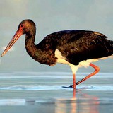 Black stork