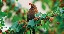 Blackbird eating sour cherry