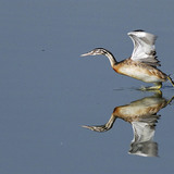 Great crested grebe taking off