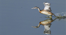 Great crested grebe taking off