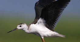 Juvenile Black-winged stilt flying