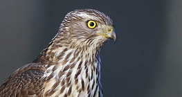 διπλοσάινο