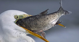 Great egret eating fish
