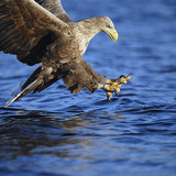 White-tailed eagle fishing