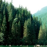 The Red Lake in Transylvania was formed by a landslide