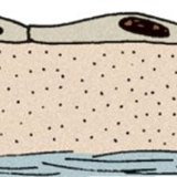 Πλακώδες επιθήλιο