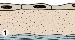 Πλακώδες επιθήλιο