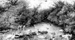 Υγροβιότοπος