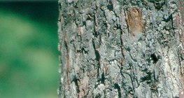 Trunk of an apple tree