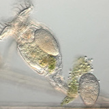 Τροχοφόρο που μεταφέρει αυγά