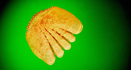 Λέπι (πέρκα)