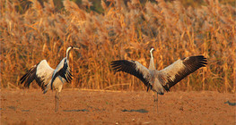 Common cranes