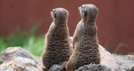Meerkats
