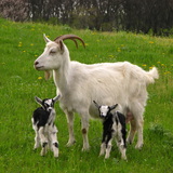 A goat with its kids