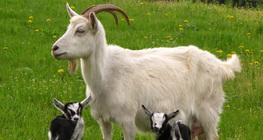 A goat with its kids