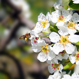 Blooming apple tree