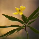 Anemone ranunculoides